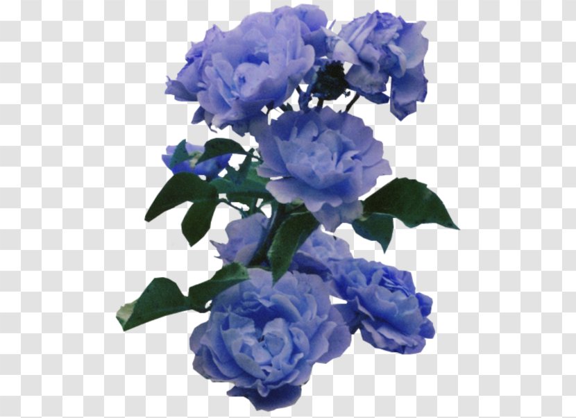 Flower Blue Rose Color - Green Transparent PNG