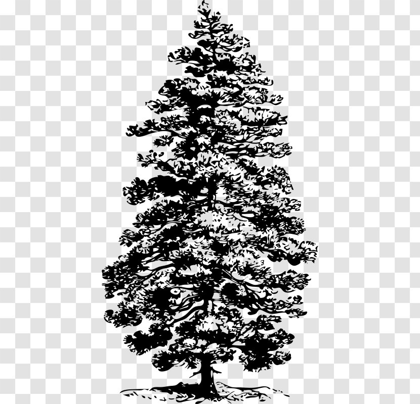 Ponderosa Pine Tree Clip Art Transparent PNG