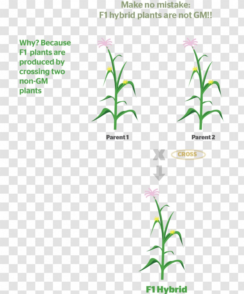 F1 Hybrid Seed Plant Genetics - A Brief Expression Transparent PNG