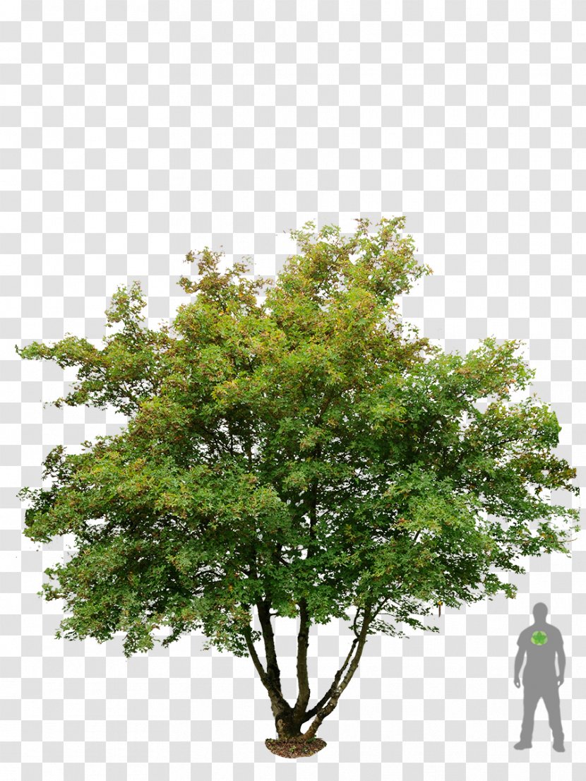 Acer Campestre American Sycamore Embryophyta Tree Maple Transparent PNG