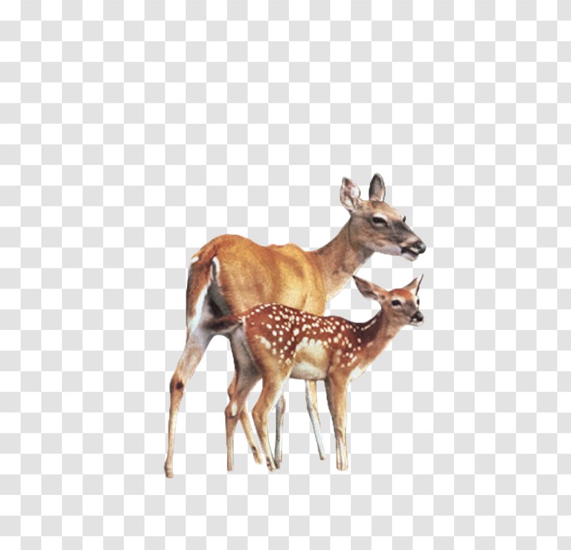 Roe Deer Elk Animal Transparent PNG