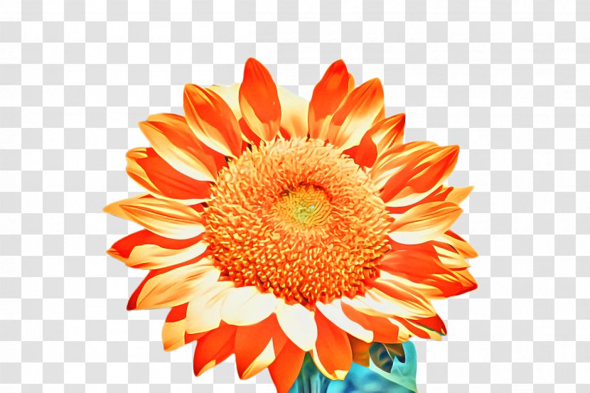 Flowers Background - English Marigold - Floral Design Transparent PNG