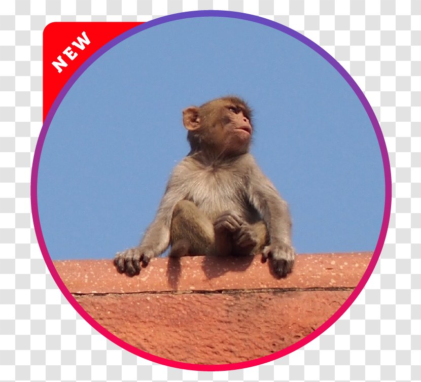Macaque Old World Cercopithecidae Monkey Wildlife - Mammal Transparent PNG