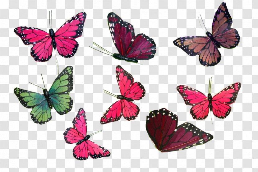 Butterfly Stock Photography DeviantArt Transparent PNG