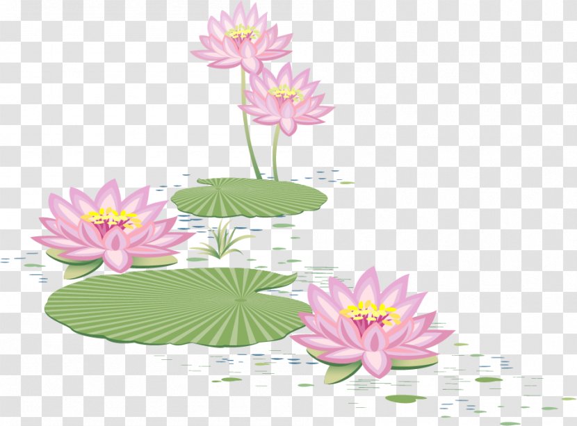 Pond Euclidean Vector - Flowering Plant - Lotus Transparent PNG
