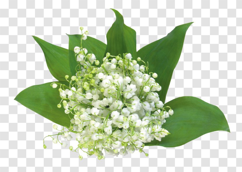Lily Of The Valley Flower Clip Art - Tulip - Premier Card Transparent PNG