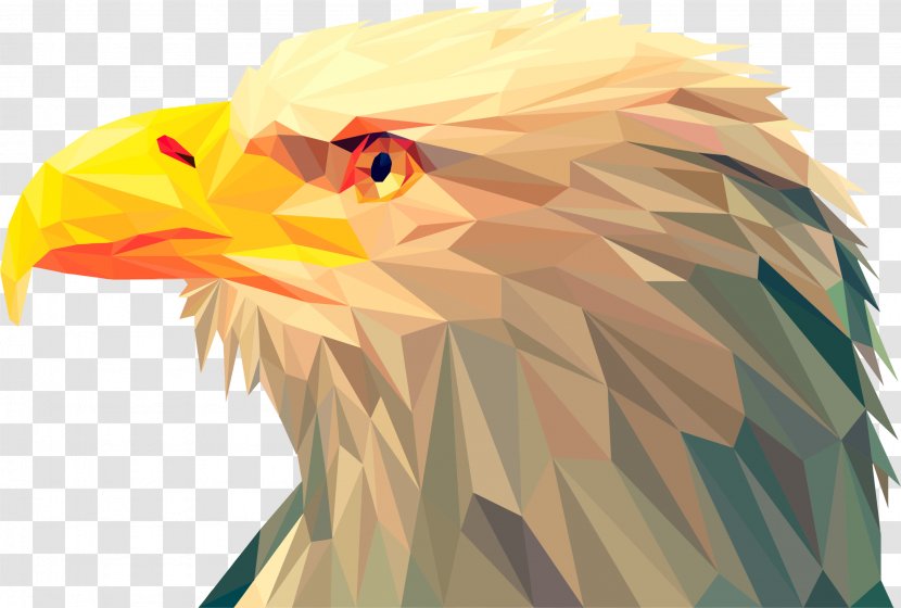Bird Bald Eagle Beak - Photography - Low Poly Transparent PNG