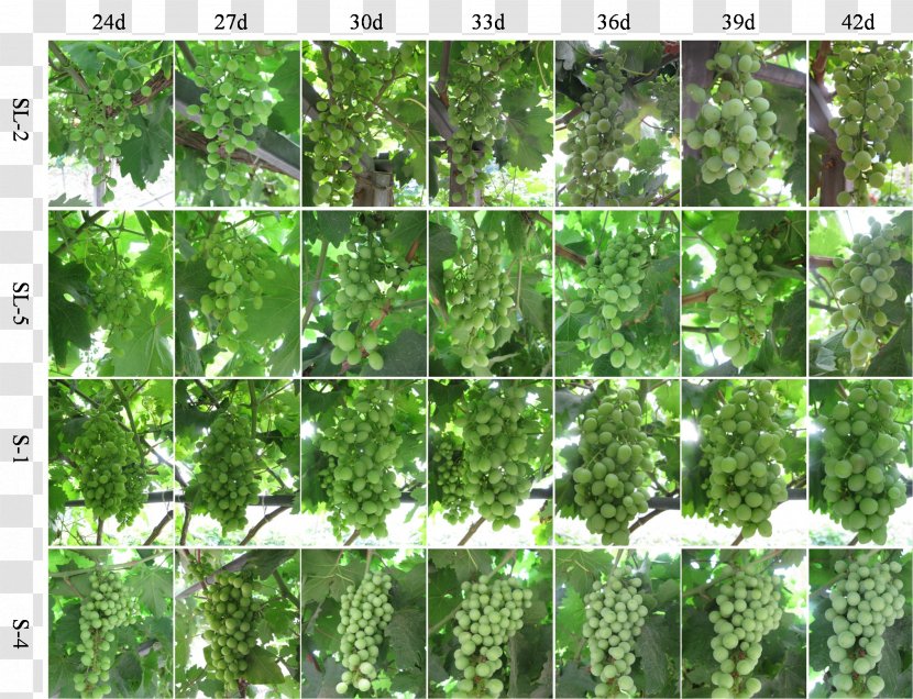 Common Grape Vine Seedless Fruit Annual Growth Cycle Of Grapevines - Grapes Transparent PNG