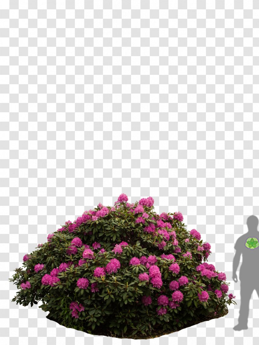 Rhododendron Rose Family Shrub Tree Floral Design Transparent PNG