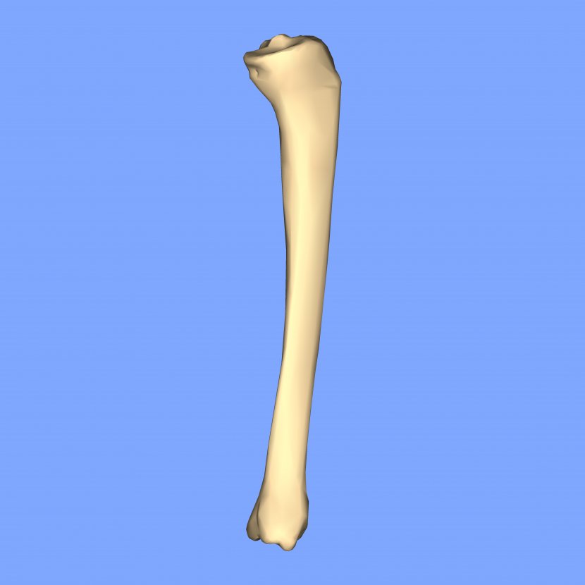 Tibia Joint Medial Collateral Ligament - Public Domain - Close Up Transparent PNG