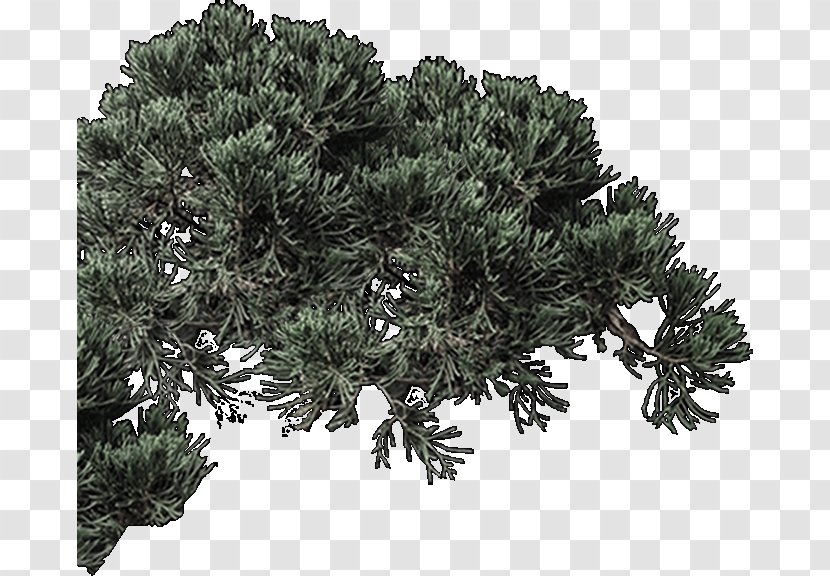 Fir Spruce Pine Evergreen Houseplant - Branching Transparent PNG