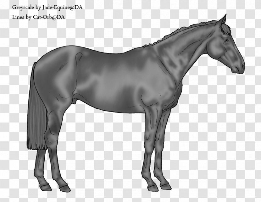 Swiss Warmblood American Paint Horse Australian Stock Stallion - Mammal Transparent PNG