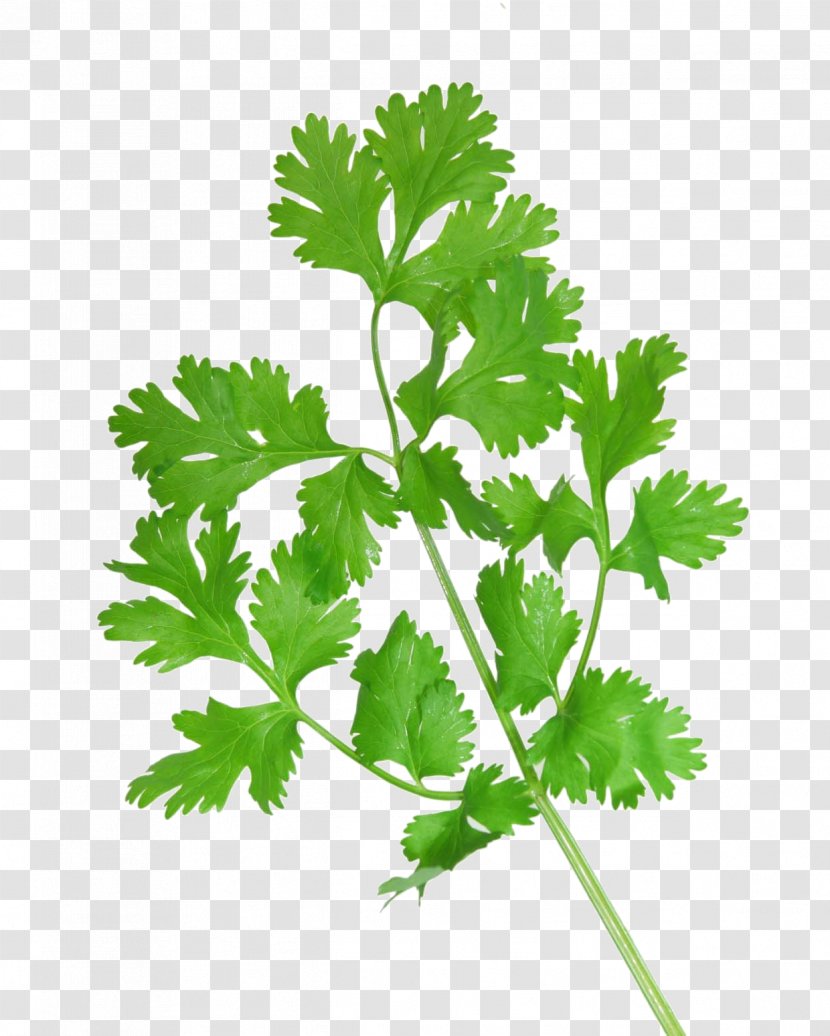 Coriander Vietnamese Cuisine Health Herb Culantro - Plant Stem Transparent PNG