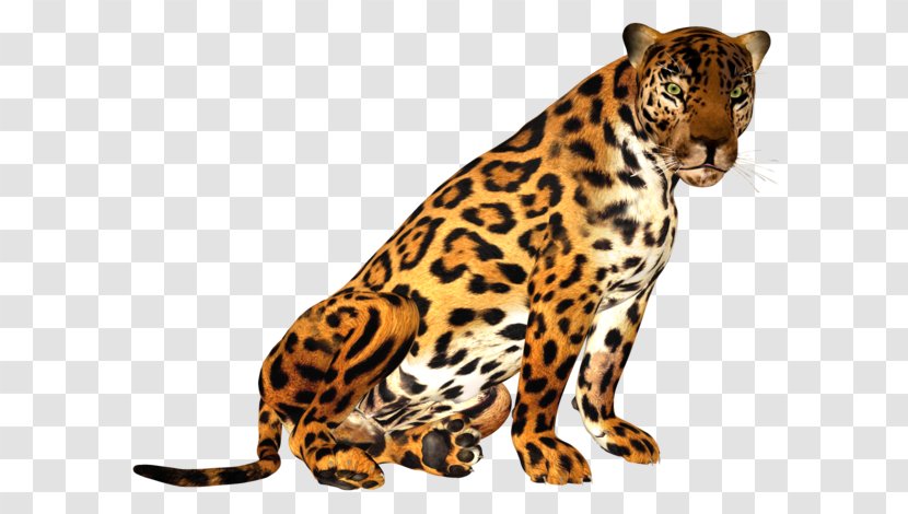 Leopard Tiger Cheetah Jaguar Transparent PNG