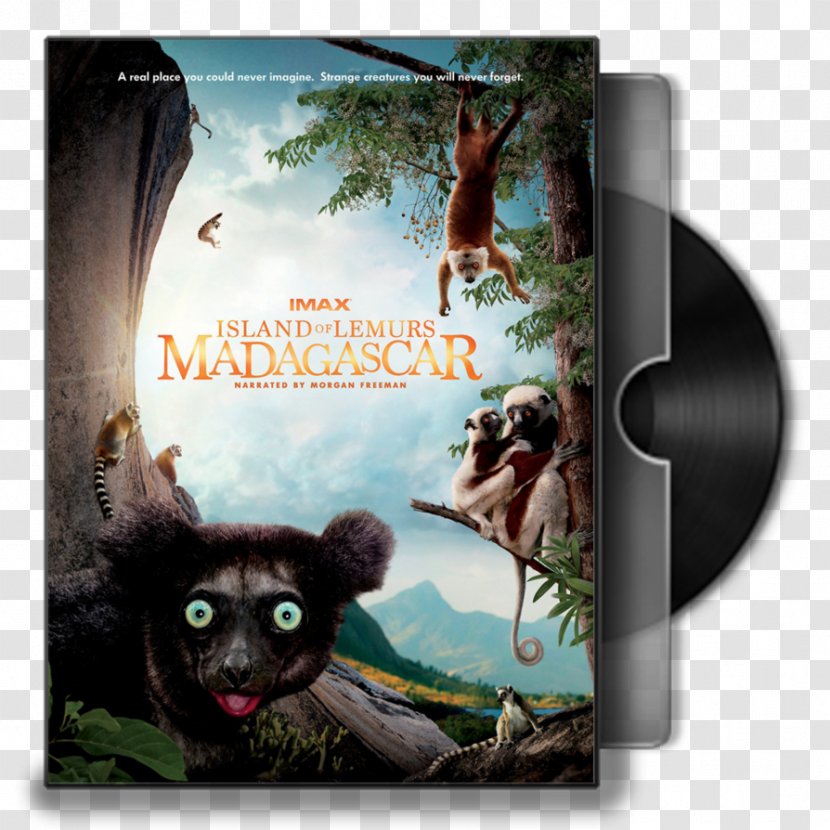 Lemurs Madagascar Documentary Film Blu-ray Disc - Of Transparent PNG