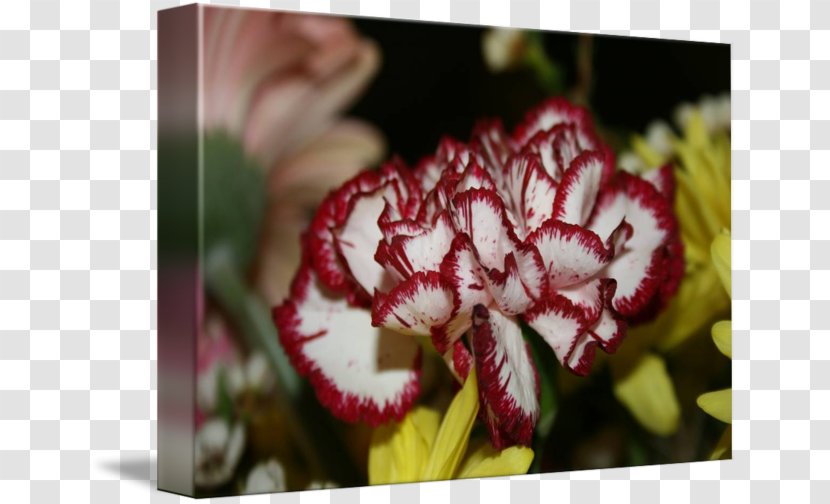 Carnation Red Imagekind White Flower - CARNATION Transparent PNG