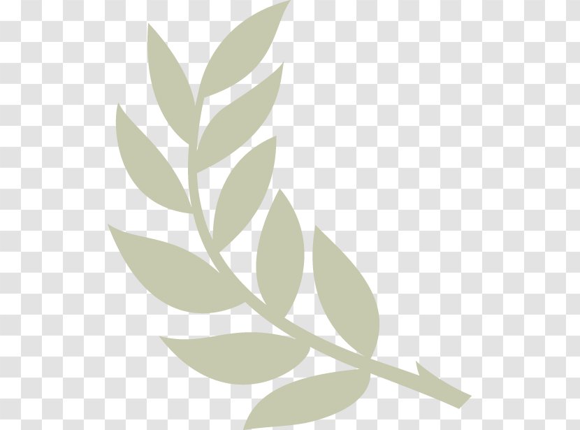 Olive Branch Church Stacy B. Windrow 5k Transparent PNG