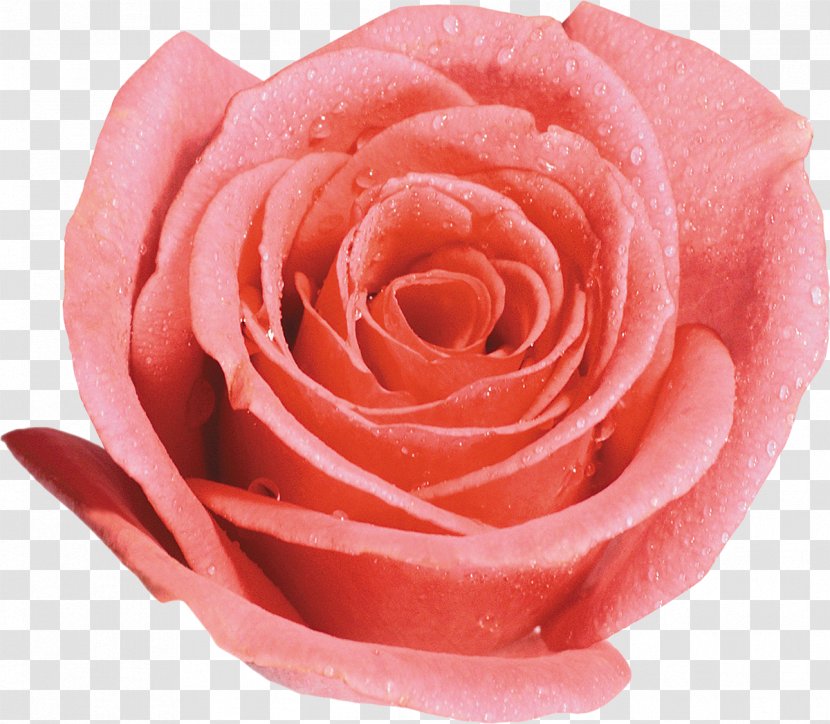 Beach Rose Garden Roses Desktop Wallpaper Clip Art - Lilium - Pink Transparent PNG