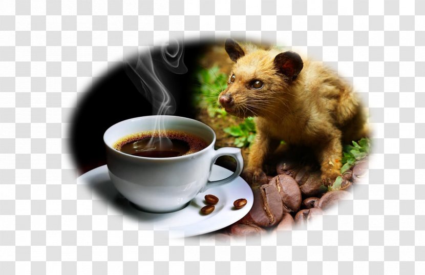 Kopi Luwak Coffee Bean Asian Palm Civet Indonesian Cuisine - Feces Transparent PNG