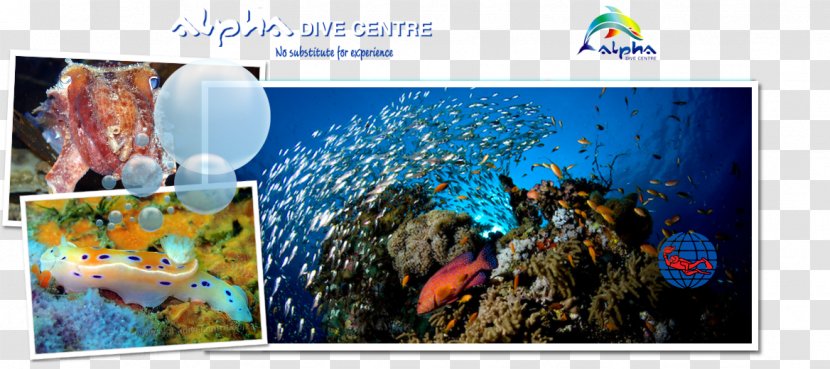 Graphic Design Marine Biology Desktop Wallpaper Stock Photography - Aquarium Transparent PNG