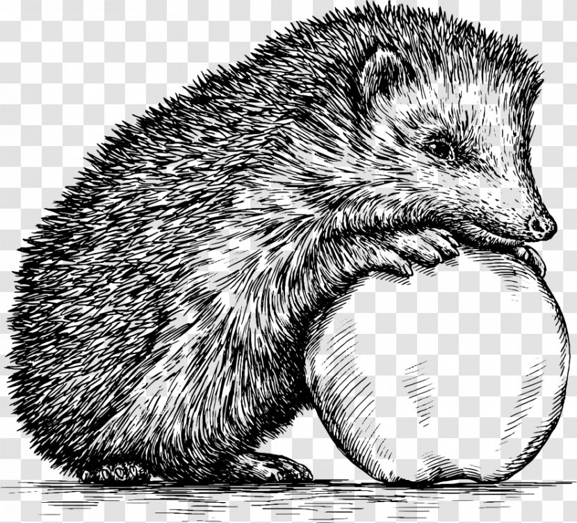 Hedgehog Drawing Royalty-free Illustration - Fauna - Hand Drawn Sketch Transparent PNG