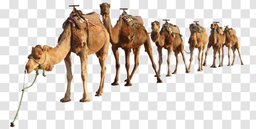 Dromedary Bactrian Camel Sahara Desert Clip Art Transparent PNG