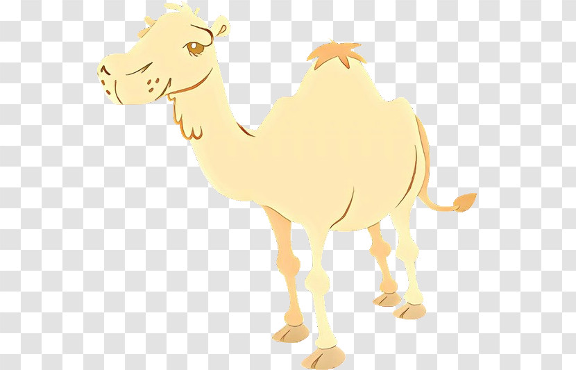 Camel Camelid Arabian Camel Cartoon Livestock Transparent PNG