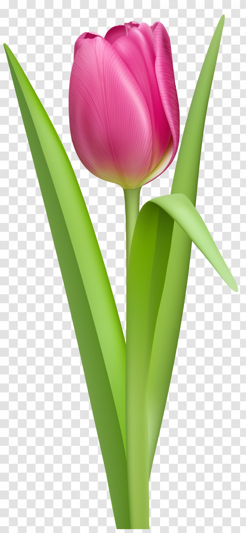 The Tulip: Story Of A Flower That Has Made Men Mad Computer File - Transparent Pink Tulip Clipart Picture Transparent PNG