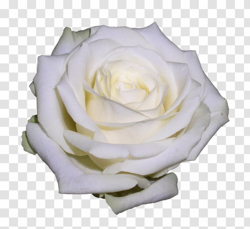 Flower Garden Roses Clip Art - Cut Flowers - White Transparent PNG