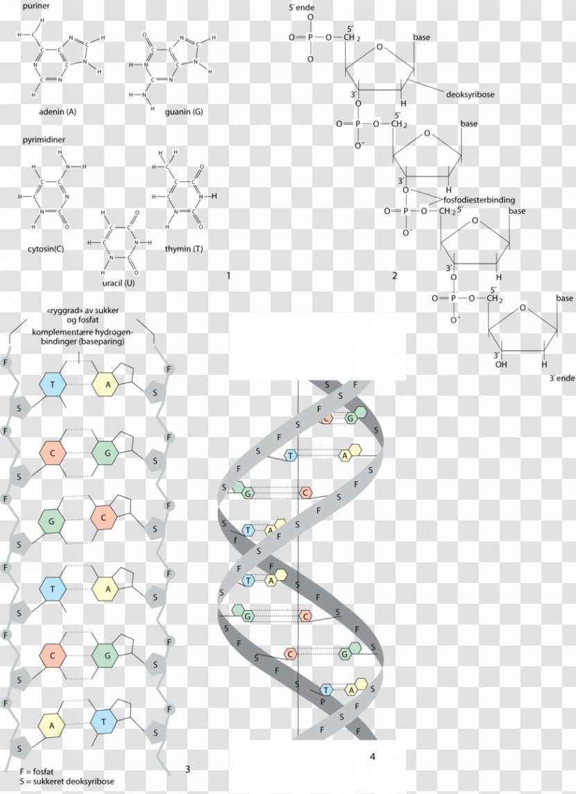 DNA RNA Phosphate Nucleic Acid Nucleotide - Area - Drawing Transparent PNG