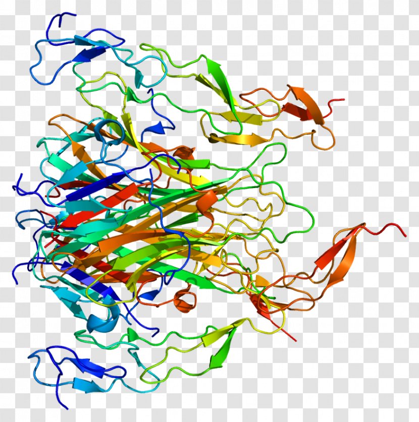 TRAIL Death Receptor 5 Small Molecule Protein Tumor Necrosis Factor Superfamily - Organism Transparent PNG