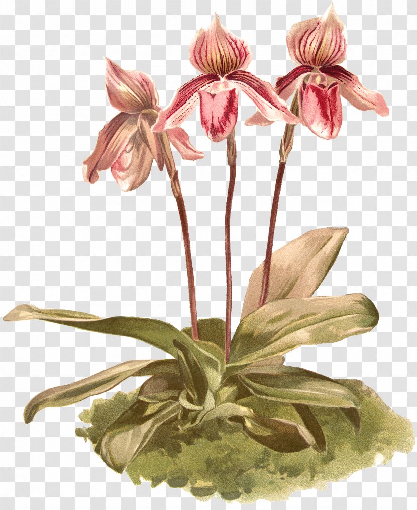 Jersey Lily Cut Flowers Floral Design Flowerpot - Amaryllis - Flower Transparent PNG