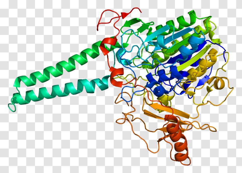 Steroid Sulfatase X-linked Ichthyosis Iduronate-2-sulfatase - Arylsulfatase - Tree Transparent PNG