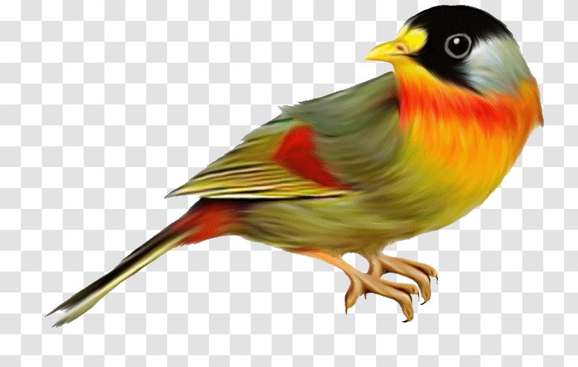 The Birds Of Australia Clip Art - Finch - Bird Transparent PNG