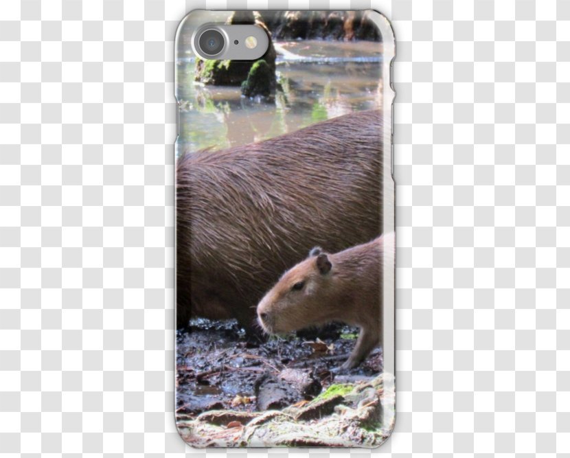 Capybara Otter Fauna Snout Wildlife Transparent PNG