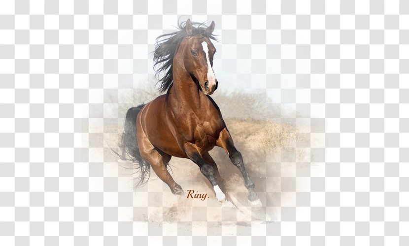 Arabian Horse Canadian Gallop Breed Black - Livestock - Arab Running Transparent PNG