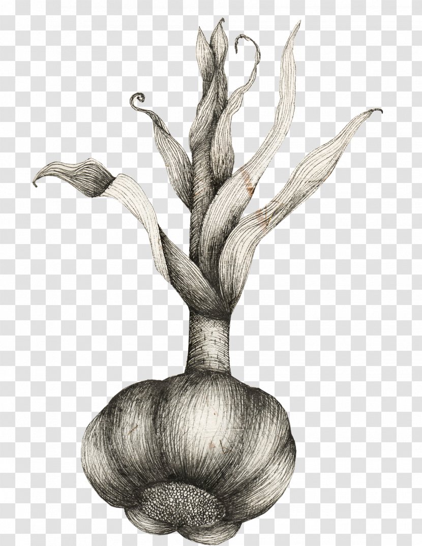 /m/02csf Drawing Plant Stem Branching Plants - Botany - Ayurvedic Illustration Transparent PNG
