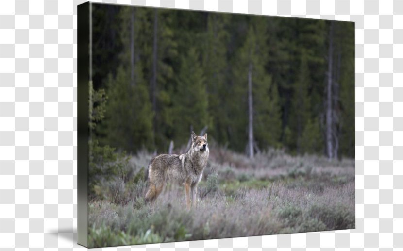 Coyote Gray Wolf Ecosystem Fauna National Park - Grass Transparent PNG