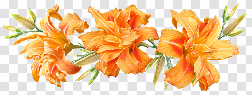 Daylilies Flower Orange Lily Plant Stem Madonna Lily Transparent PNG