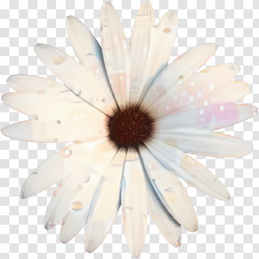 Oxeye Daisy Petal Cut Flowers - Chamomile - Gerbera Transparent PNG