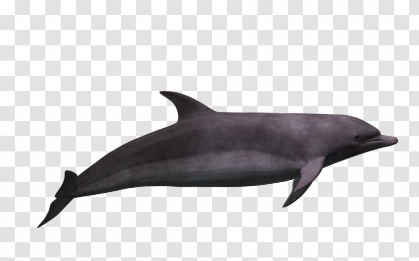 Common Bottlenose Dolphin Tucuxi Short-beaked Wholphin Rough-toothed - 3d Transparent PNG