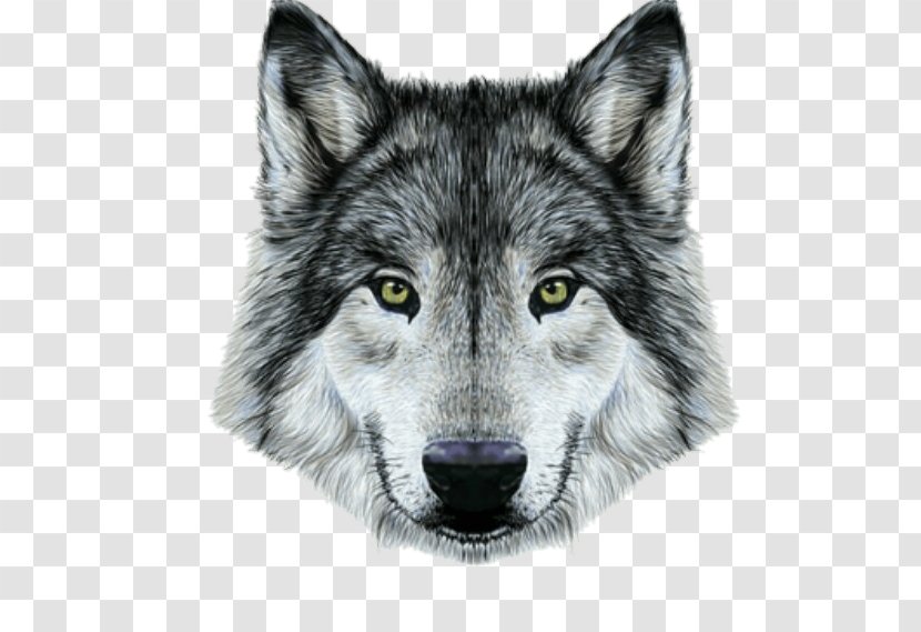 Gray Wolf Drawing Portrait Royalty-free - Art - Painting Transparent PNG