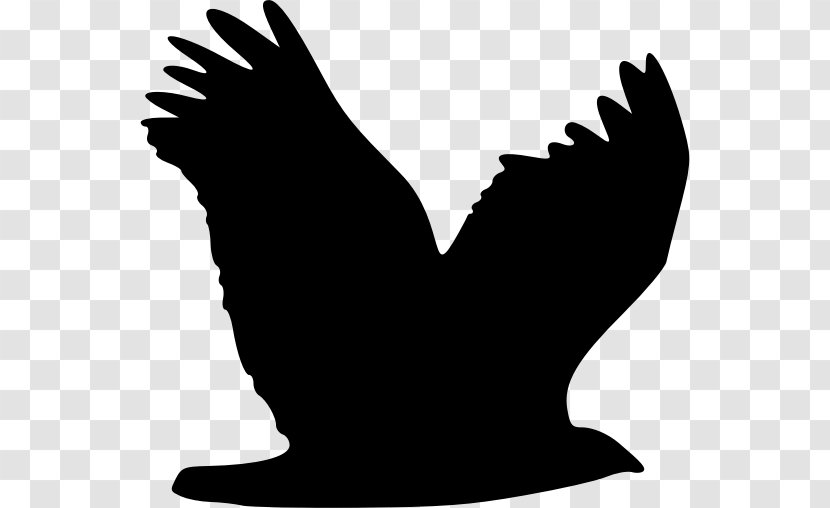 Bird Silhouette Eagle Clip Art - Beak Transparent PNG