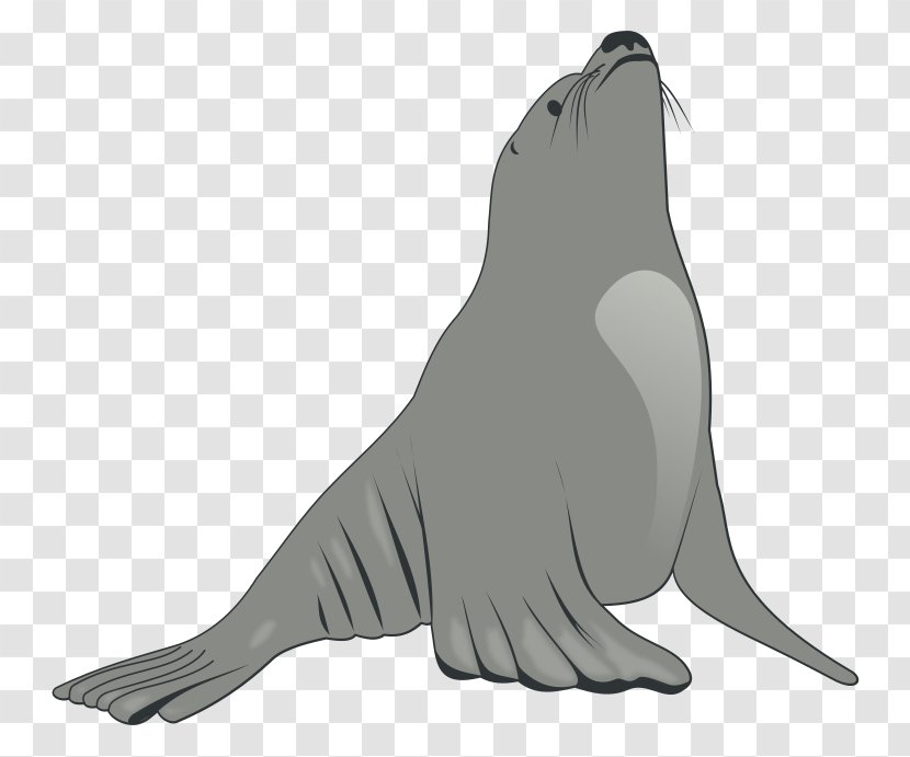 Earless Seal Sea Lion Walrus Clip Art - Bull Transparent PNG