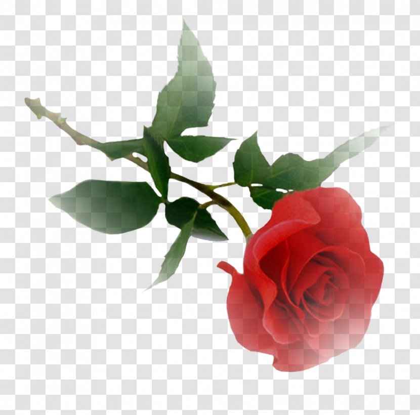 Clip Art Image Rose Desktop Wallpaper - Flowerpot Transparent PNG