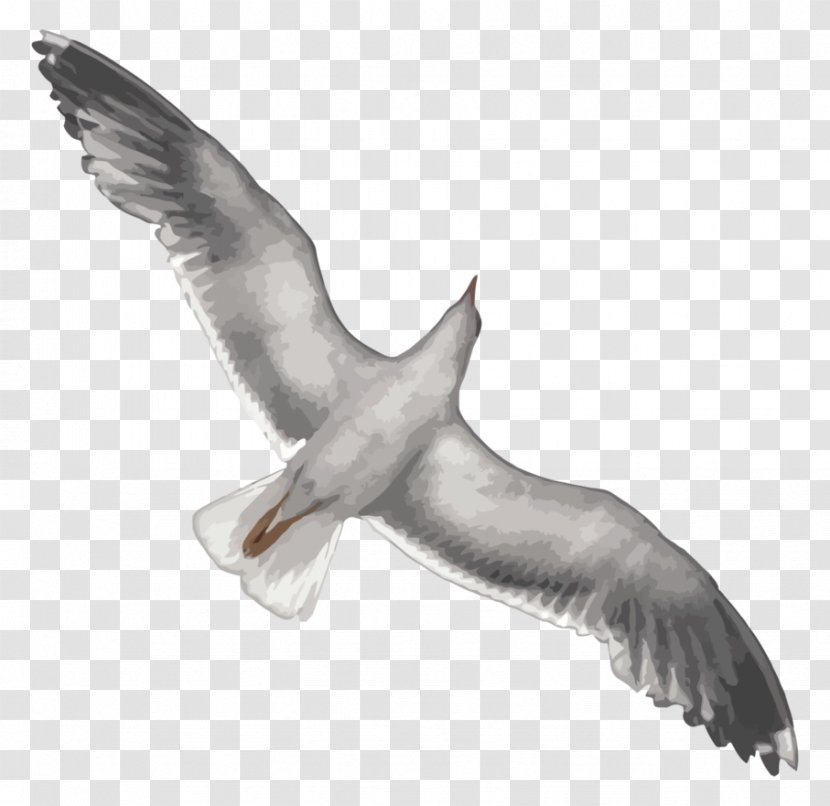 Gulls European Herring Gull Digital Art - Buzzard - Seagull Transparent PNG