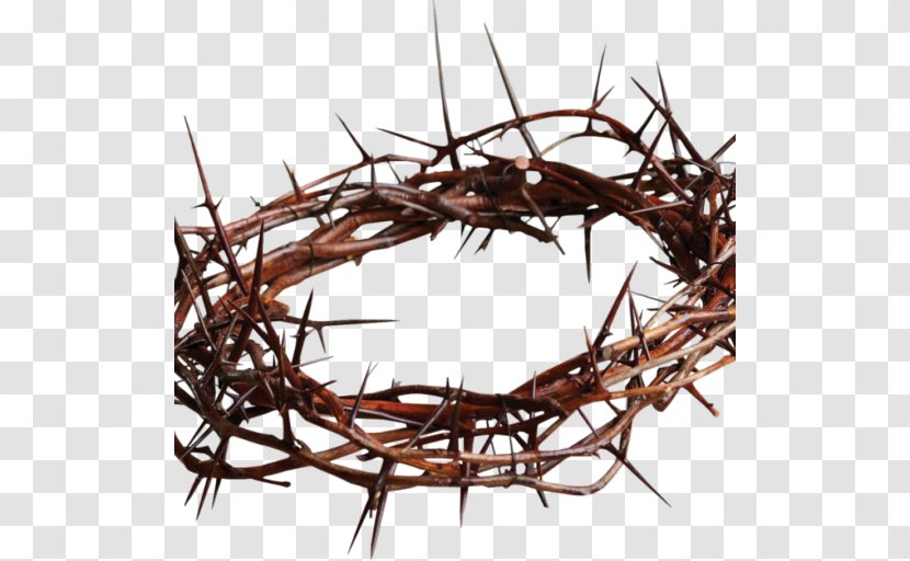 Crown Of Thorns Christianity Thorns, Spines, And Prickles Messiah Mocking Jesus - Branch - Matthew 27 Transparent PNG