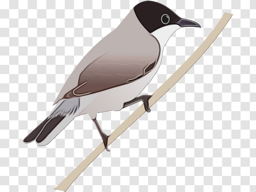 Bird Beak Perching Bird Songbird Transparent PNG