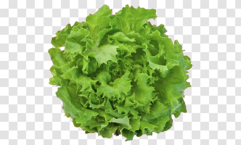 Lettuce Vector Graphics Stock Photography Royalty-free Illustration - Deco Salades Transparent PNG