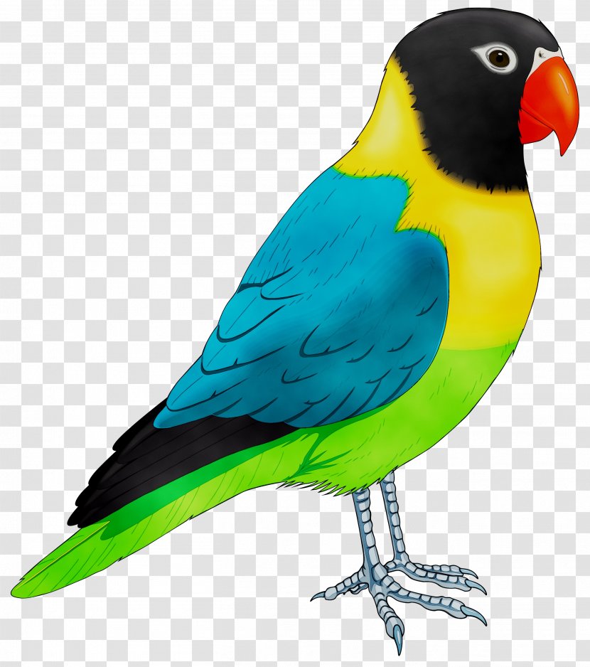 Budgerigar Lovebird Macaw Parrot Loriini - Beak Transparent PNG